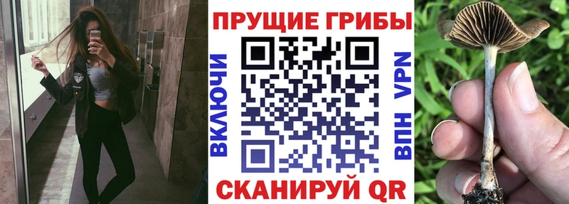 Галлюциногенные грибы MAGIC MUSHROOMS  дарнет шоп  Чадан 